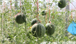 砀山最新吃瓜爆料新闻视频,视频揭秘惊人内幕！